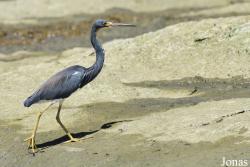 Egretta tricolor tricolor