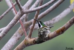 Anthracothorax nigricollis