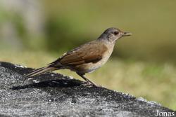 Turdus leucomelas albiventer