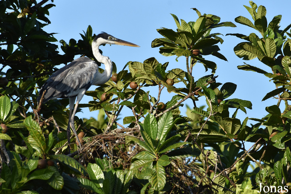 Marais de Kaw