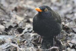 Turdus merula