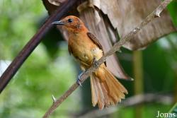 Attila cinnamomeus