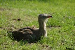 Cariamiformes