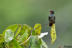 Hylocharis sapphirina