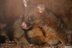 Trichosurus vulpecula