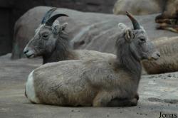 Ovis canadensis