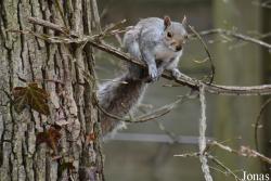 Sciurus carolinensis pennsylvanicus
