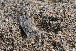 Ocypode sp.