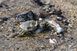 Ocypode ceratophthalmus