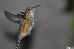 Apodiformes