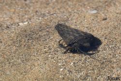 Calcinus laevimanus