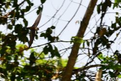 Apodidae