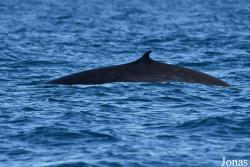 Balaenoptera omurai