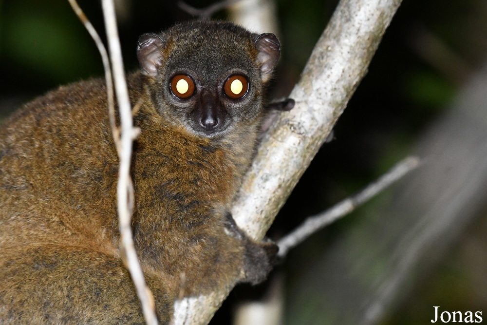 Parc National de Lokobe