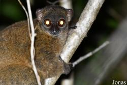 Parc National de Lokobe