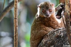 Lepilemur tymerlachsoni