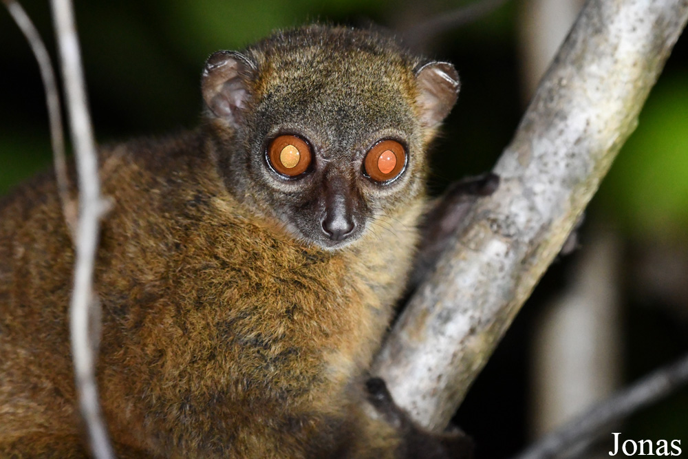 Parc National de Lokobe