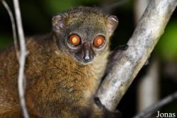 Parc National de Lokobe