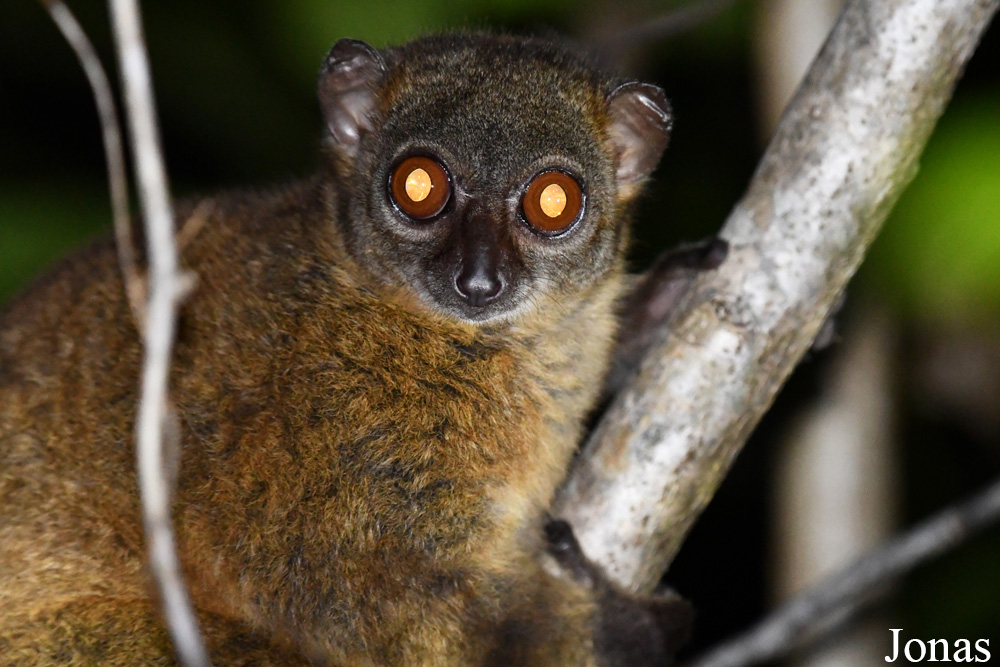 Parc National de Lokobe