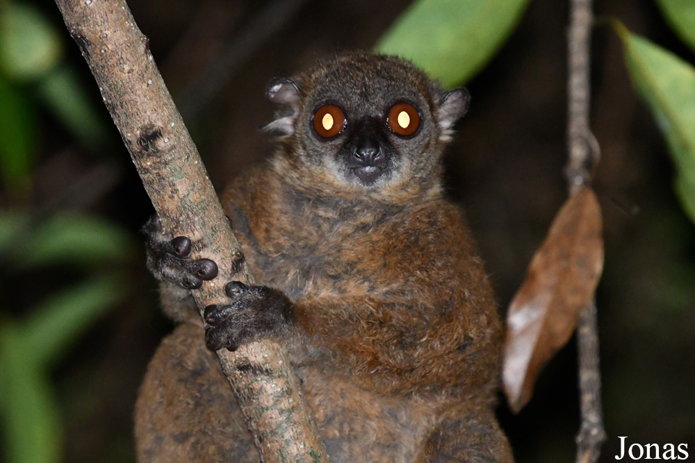Parc National de Lokobe
