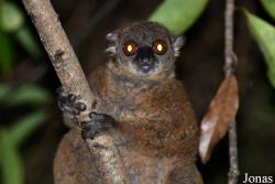 Parc National de Lokobe