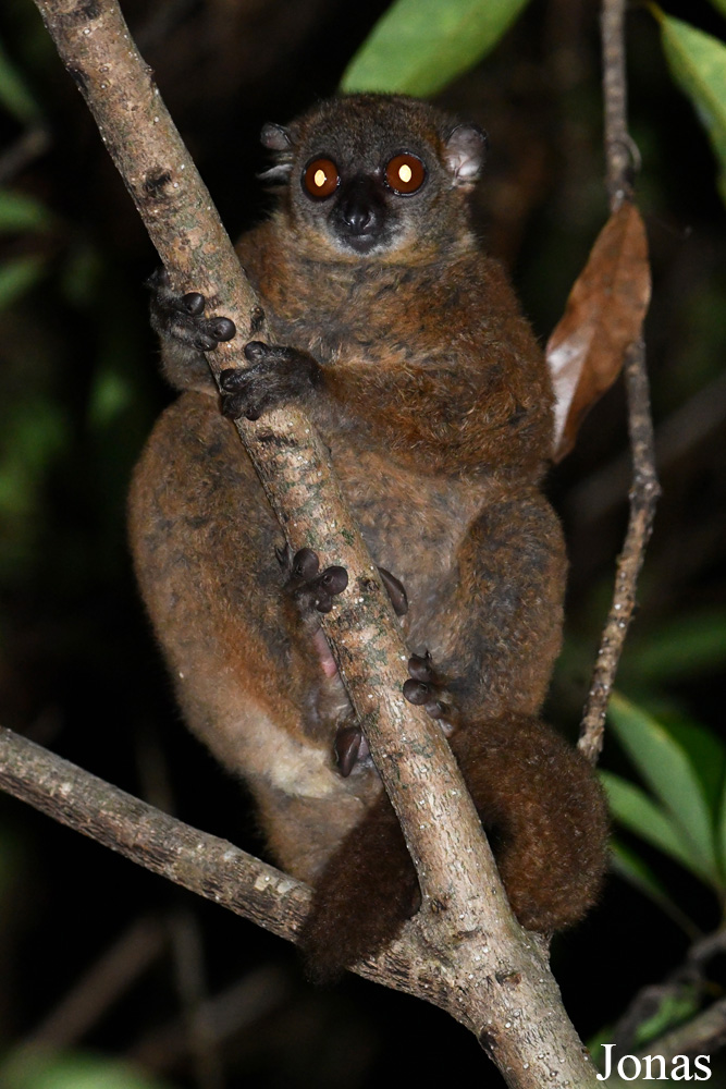 Parc National de Lokobe