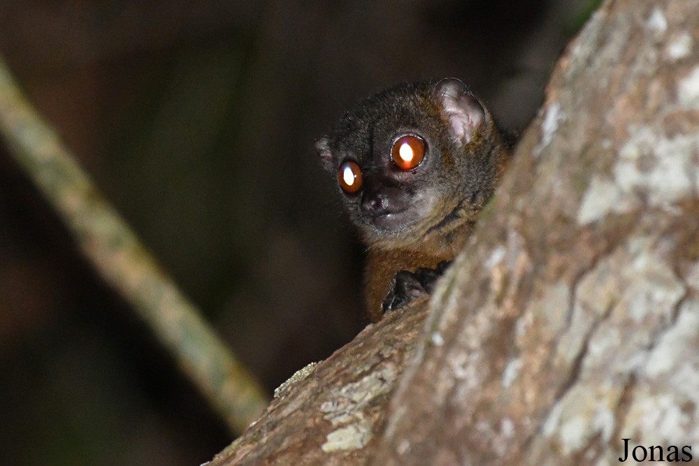 Parc National de Lokobe