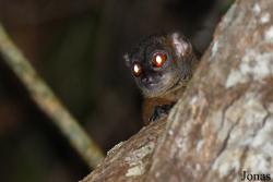 Parc National de Lokobe