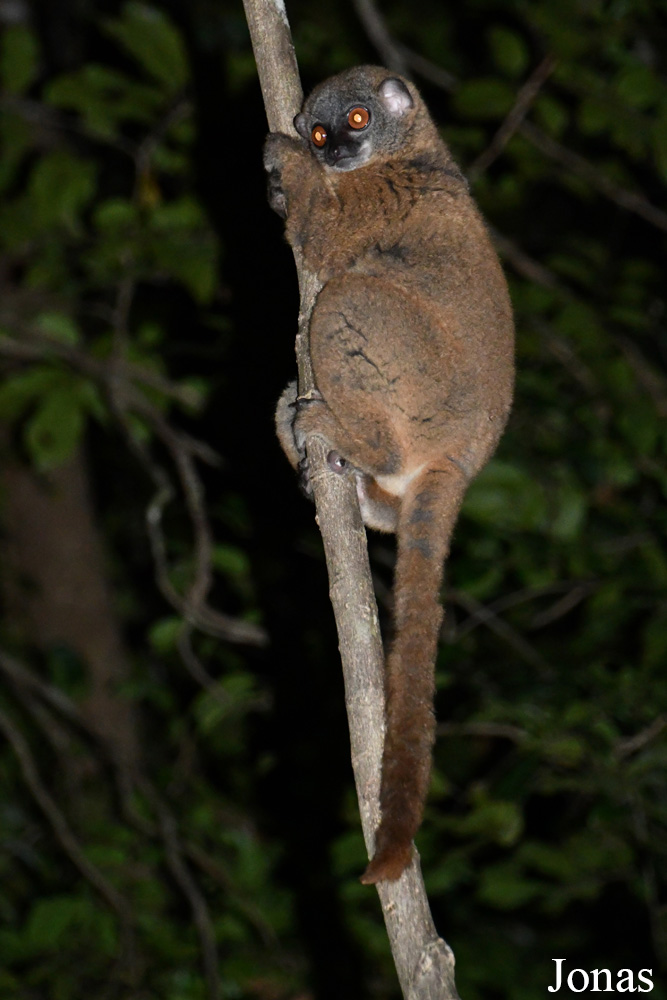 Parc National de Lokobe