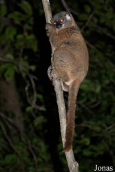 Parc National de Lokobe