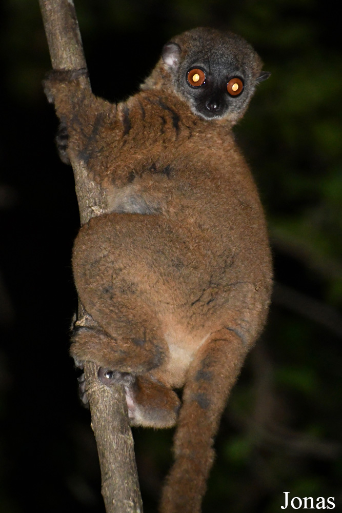 Parc National de Lokobe