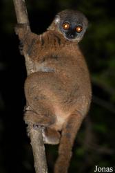 Parc National de Lokobe
