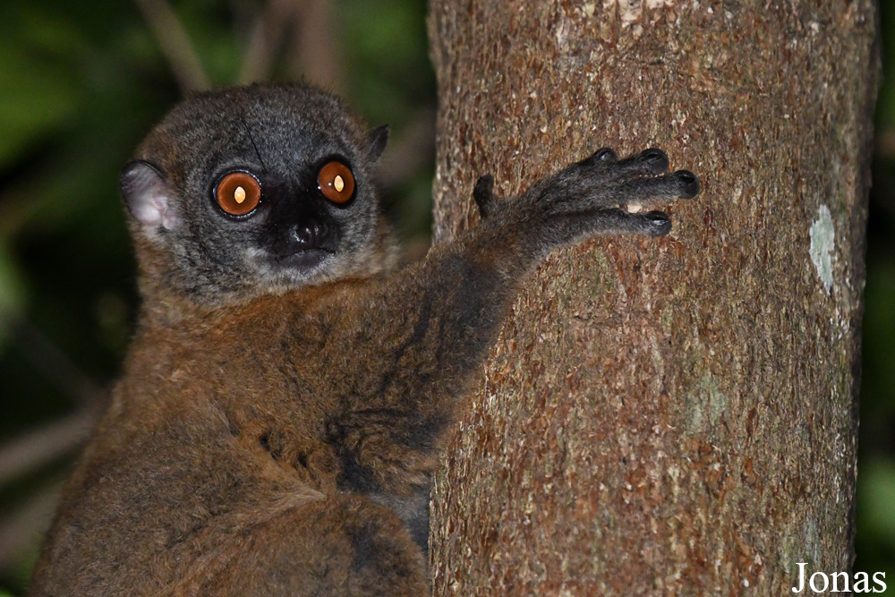 Parc National de Lokobe