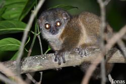 Parc National de Lokobe