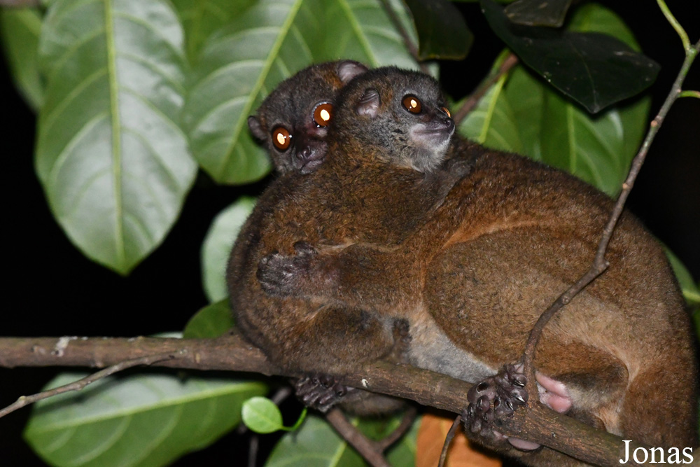 Parc National de Lokobe