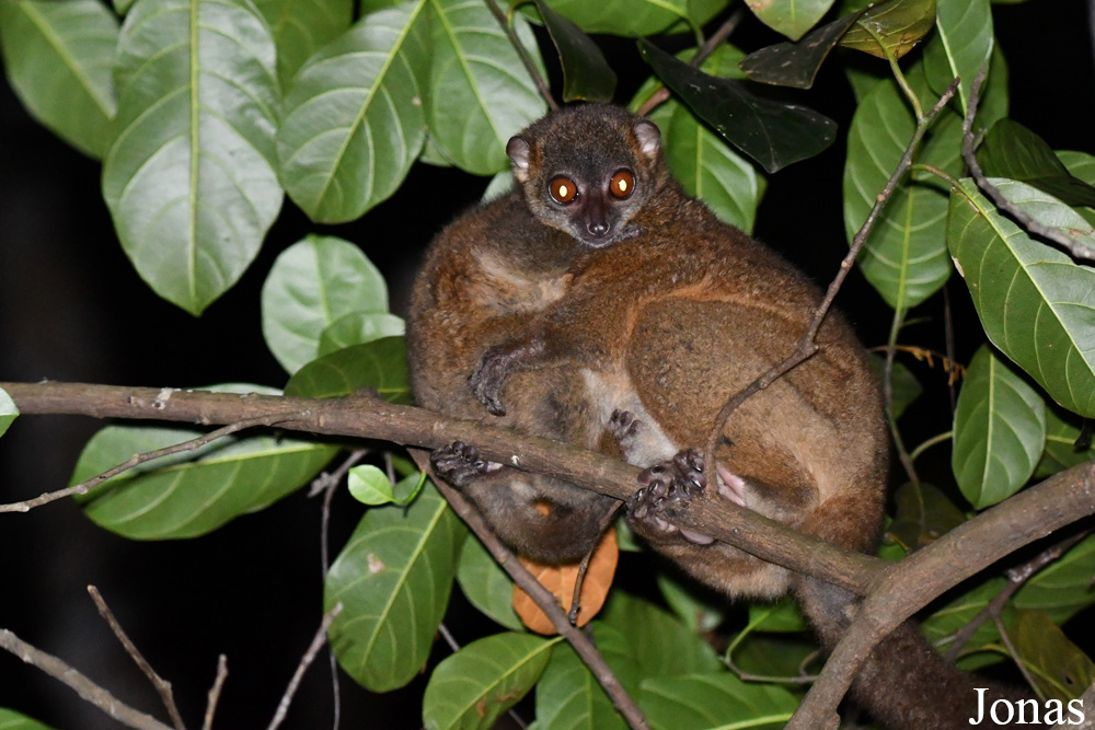 Parc National de Lokobe