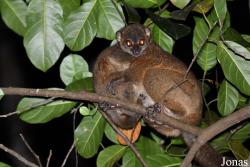 Parc National de Lokobe