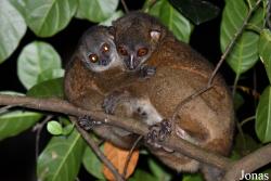 Parc National de Lokobe