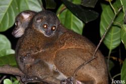 Parc National de Lokobe