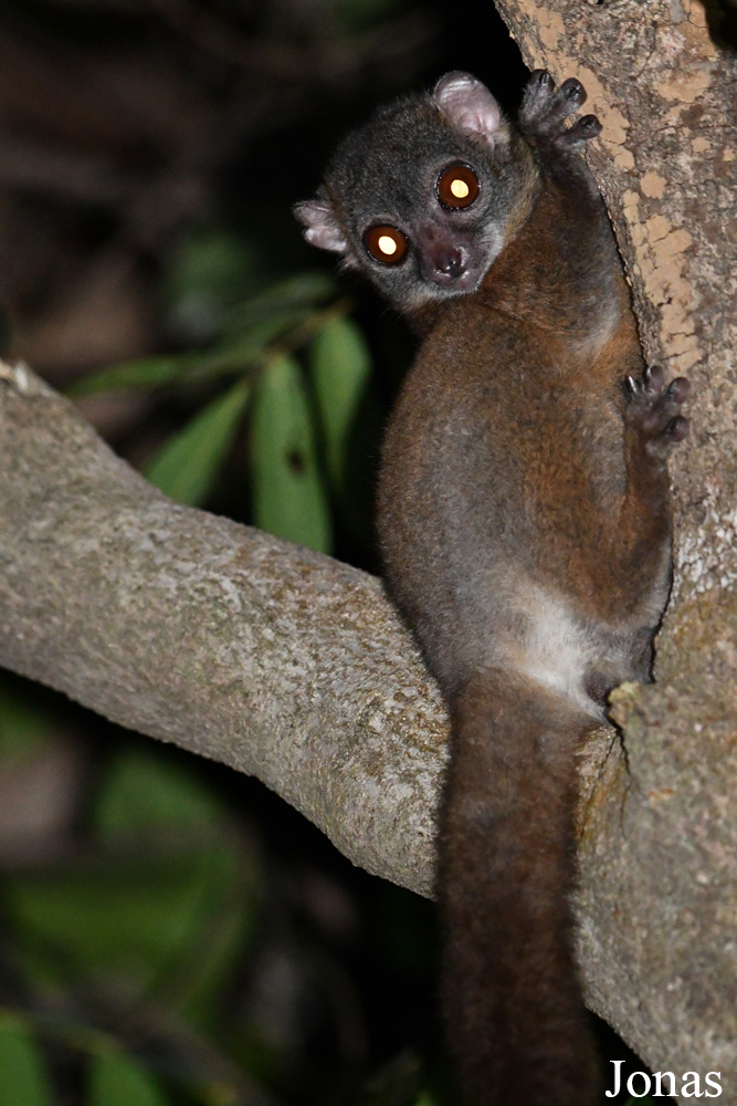 Parc National de Lokobe