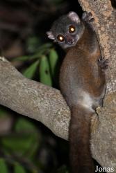 Parc National de Lokobe