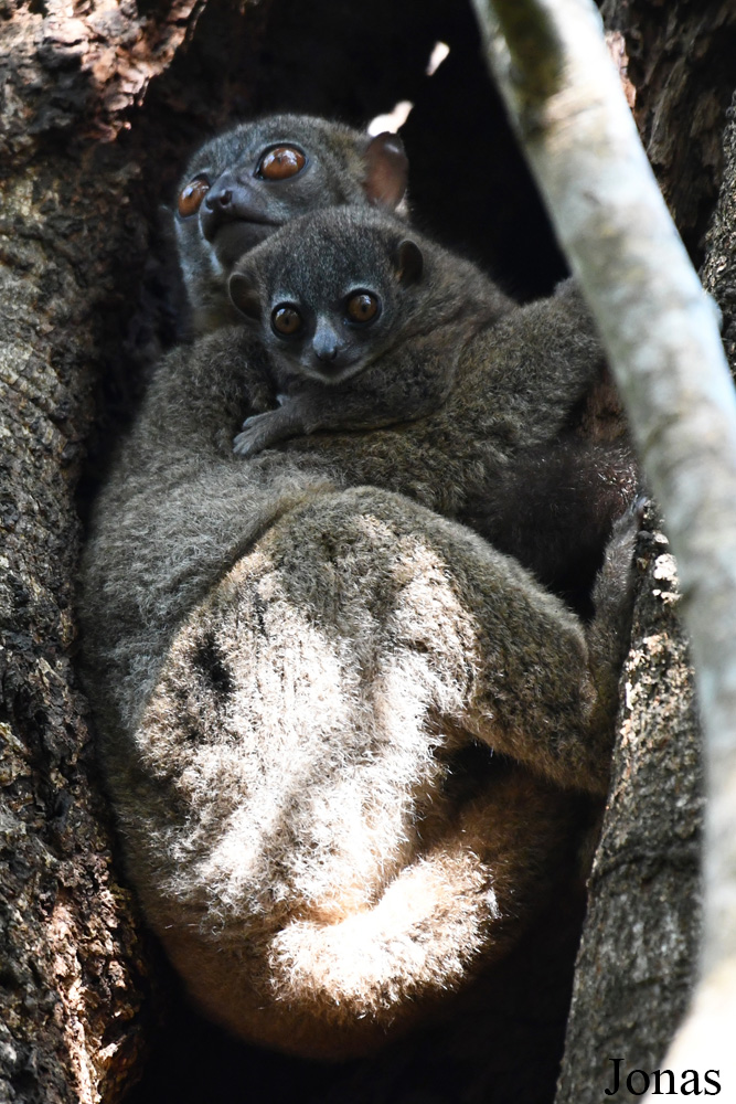 Parc National de Lokobe
