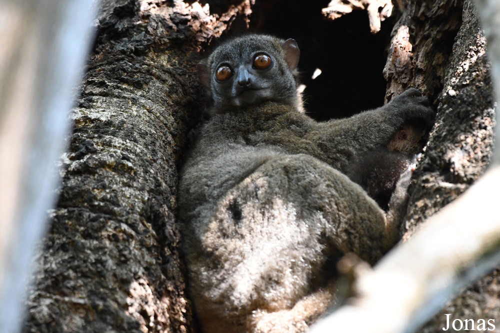 Parc National de Lokobe