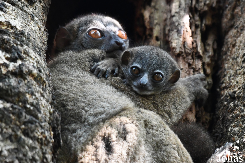 Parc National de Lokobe
