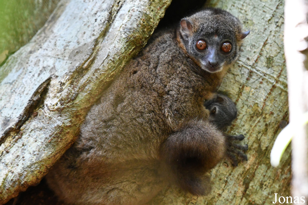 Parc National de Lokobe