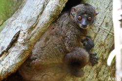 Parc National de Lokobe