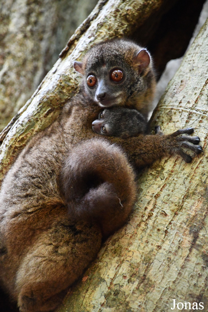 Parc National de Lokobe