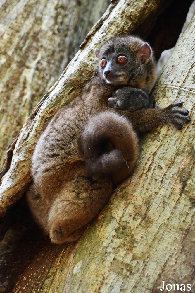 Parc National de Lokobe