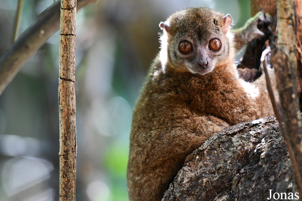 Parc National de Lokobe