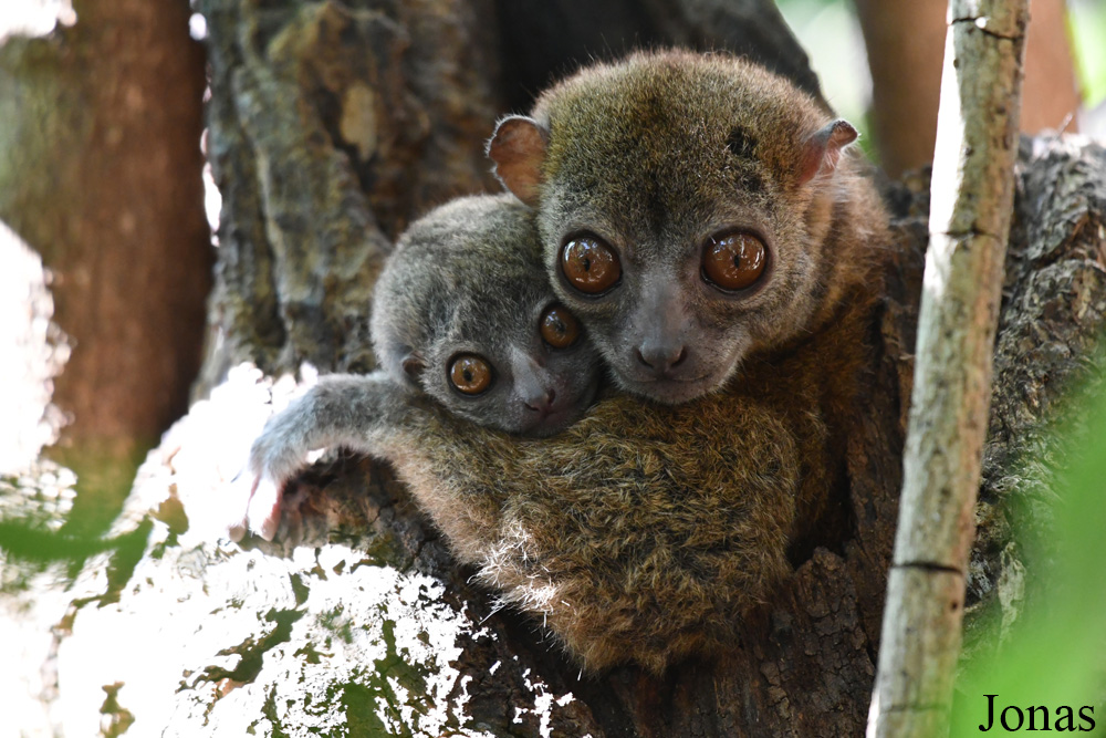 Parc National de Lokobe